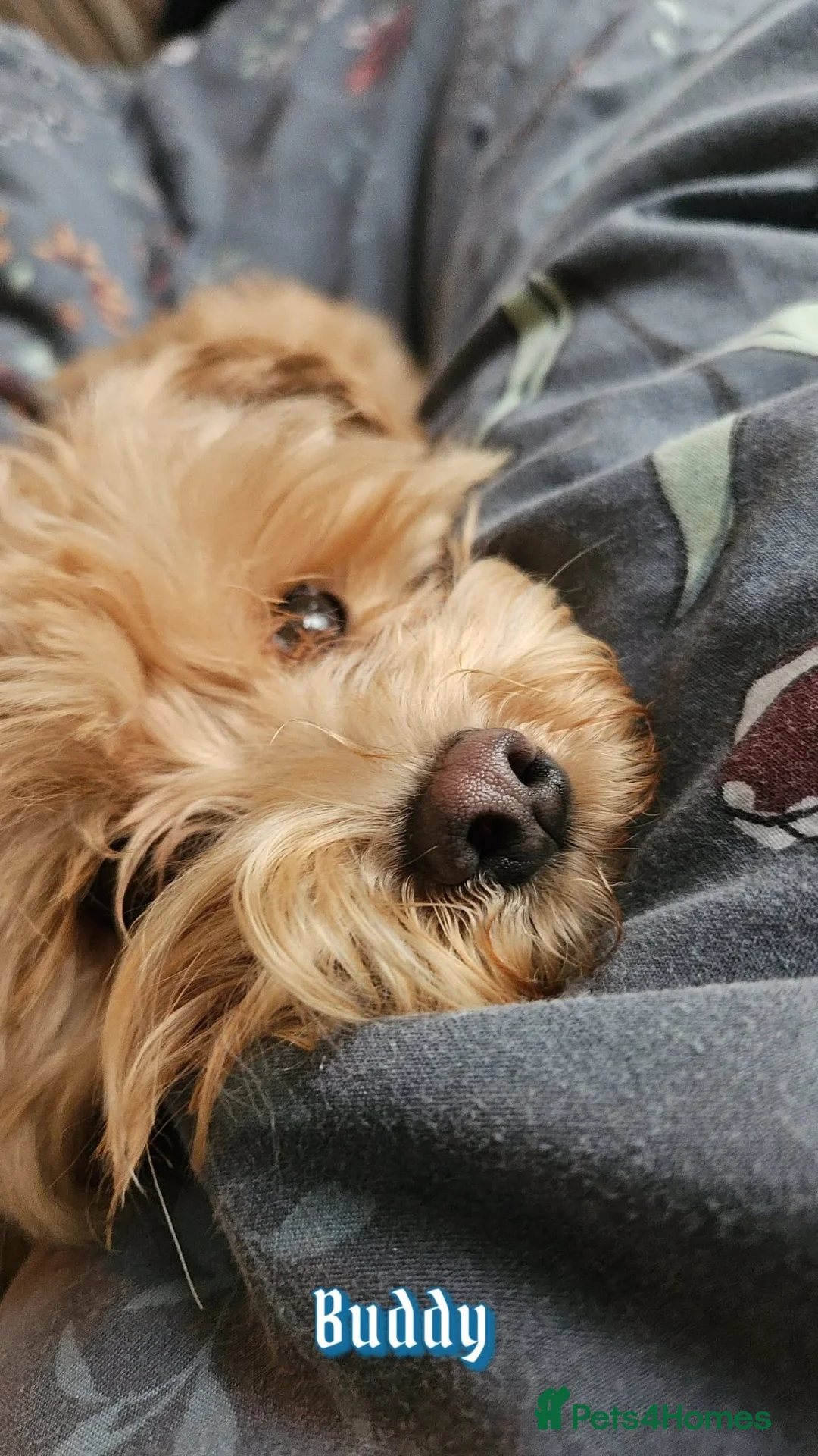 Maltipoo dogs for sale: Maltese in Torquay - Advert 1