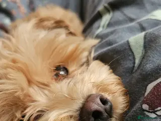 Maltipoo dogs Maltese - Advert 9