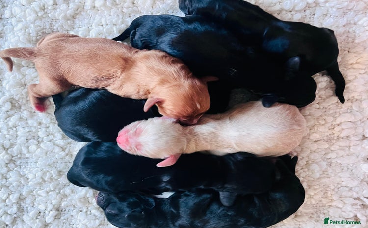 Cocker Spaniel dogs - Advert 15