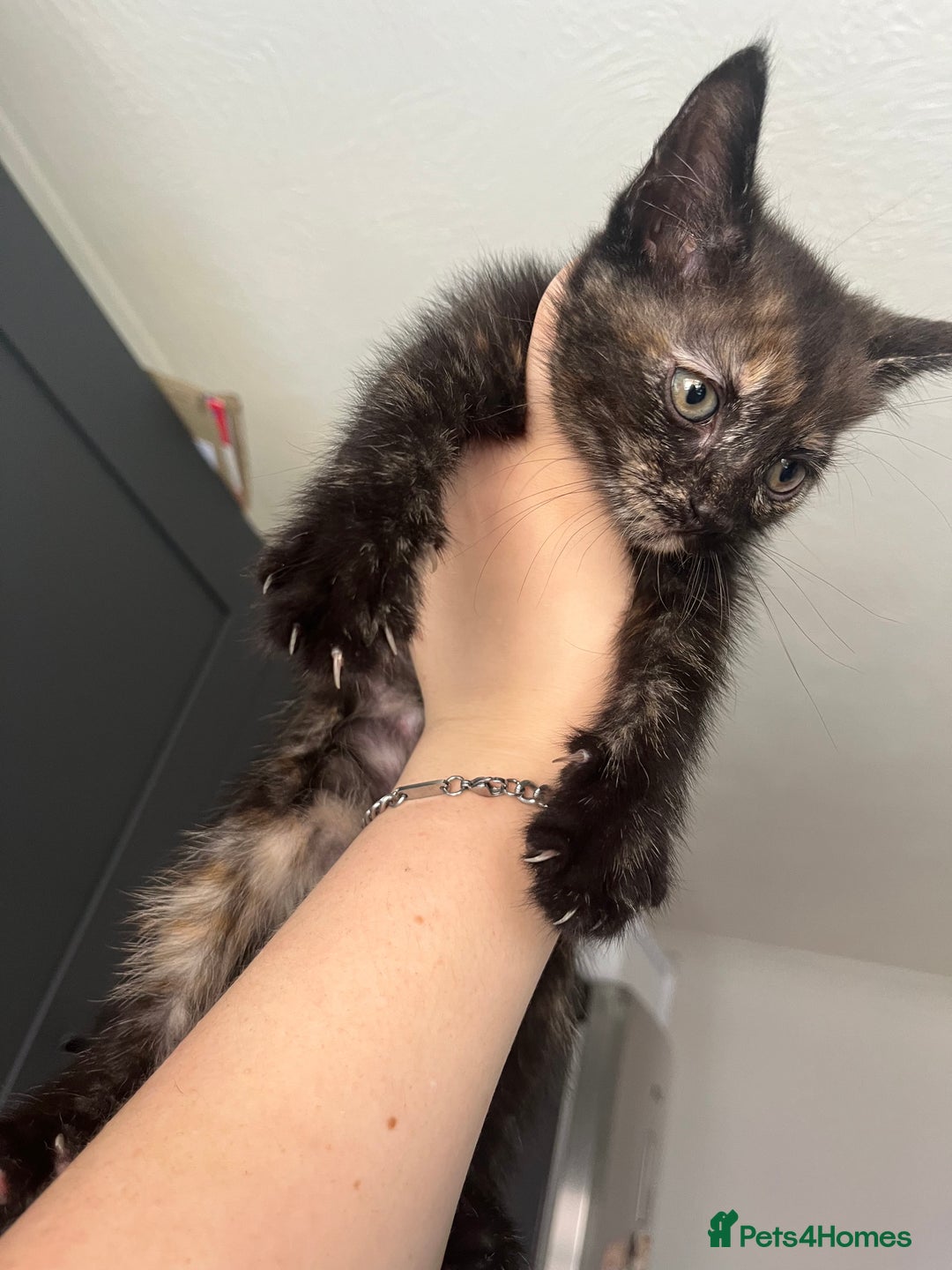Mixed Breed cats for sale: Beautiful kittens for sale - Image 8