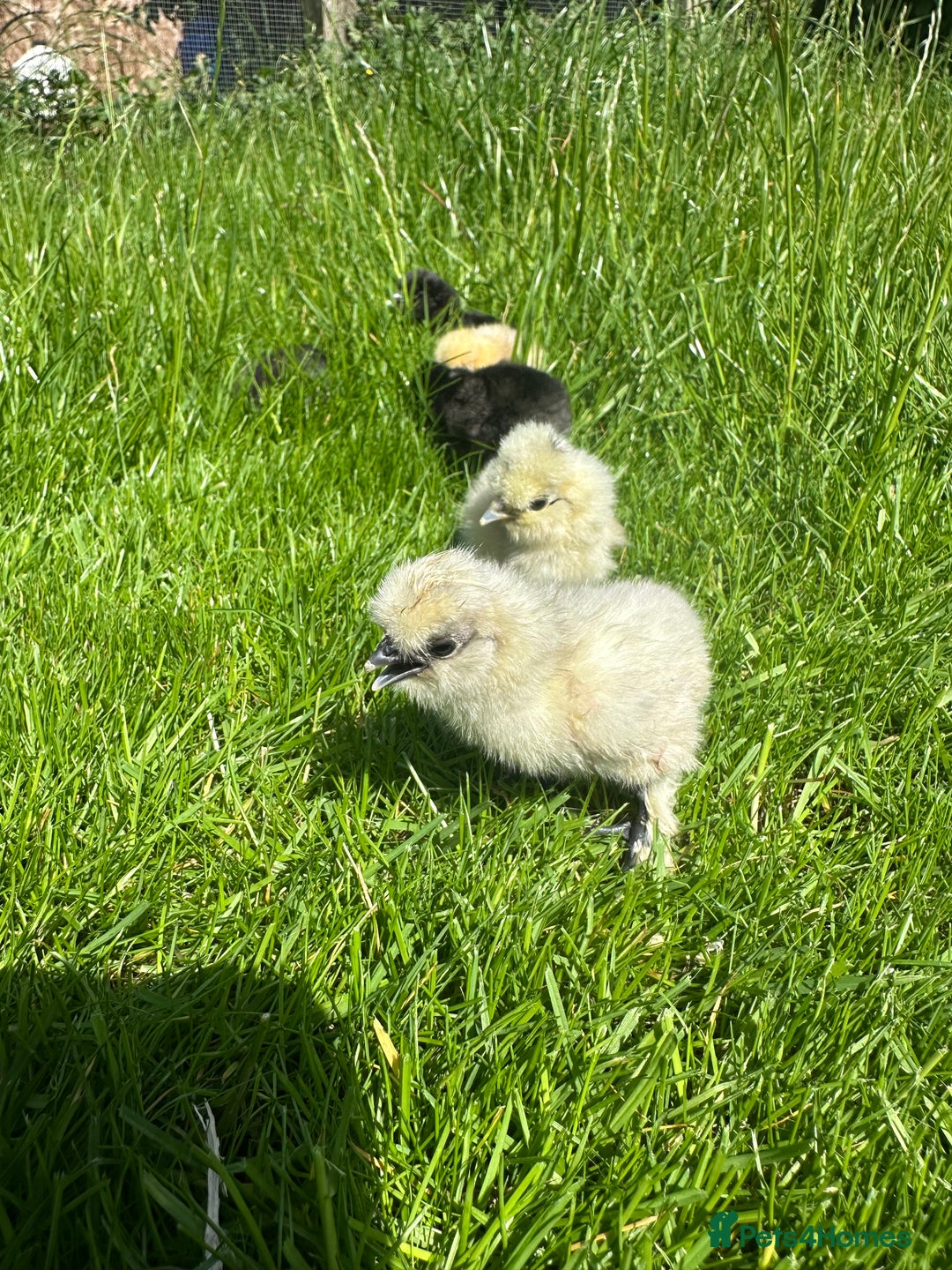 Chickens poultry for sale: Day old pure breed chicks  - Image 5