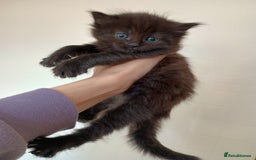 Mixed Breed cats for sale: Bengal Mix Kittens  - Image 3