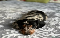 Miniature Dachshund dogs for sale: 🎀chocolate miniature dachshund 🐾🐨😺  🎀 - Image 7