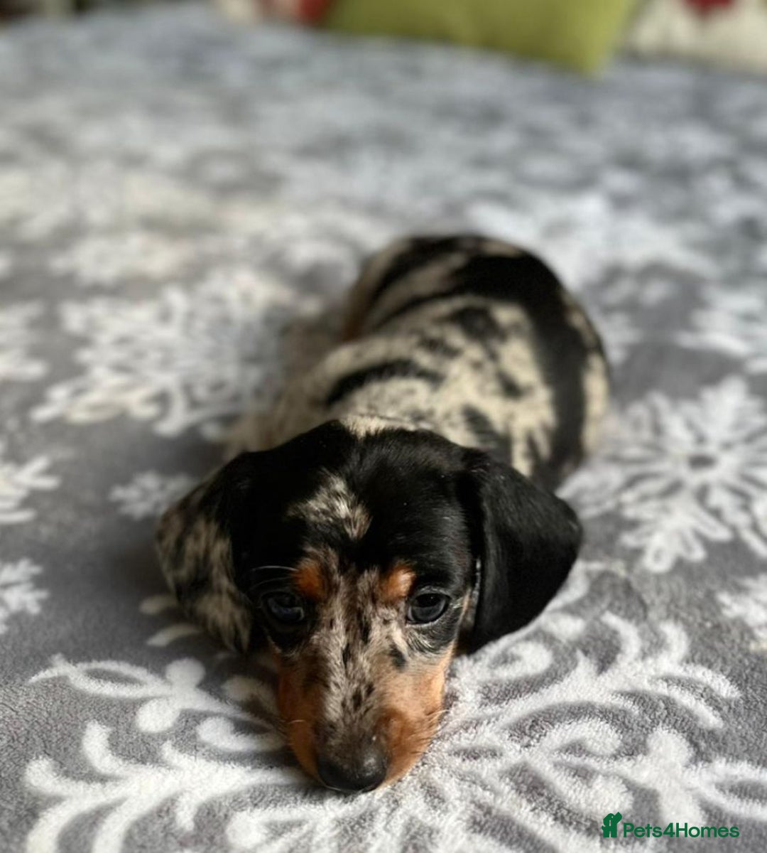 Miniature Dachshund dogs for sale: 🎀chocolate miniature dachshund 🐾🐨😺  🎀 - Image 7