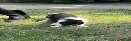 Border Collie dogs for sale: Border collie puppies  - Advert 11