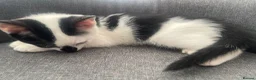 Mixed Breed cats for sale: cute kittens ready for a new home now  - Advert 20
