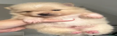 Pomeranian 2