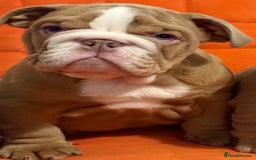 English Bulldog dogs for sale: English bulldogs pup - Image 2