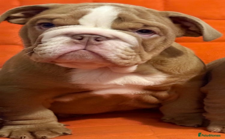 English Bulldog dogs - Advert 5