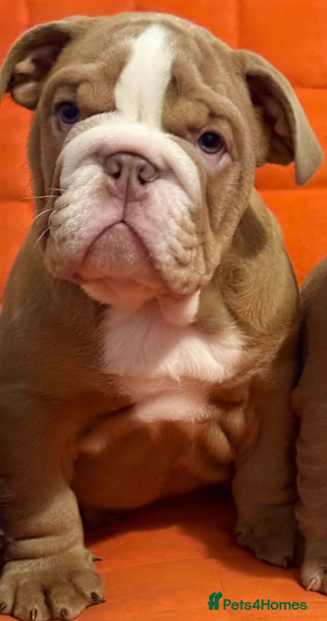 English Bulldog dogs for sale: English bulldogs pup - Image 2