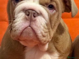 English Bulldog dogs - Advert 5