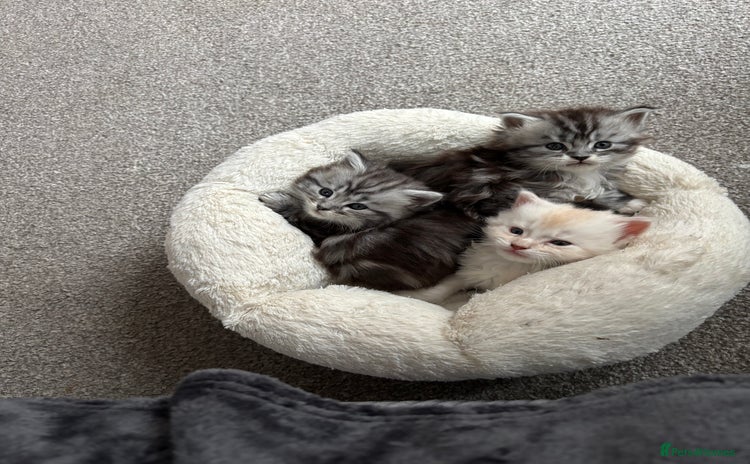 Maine Coon cats - Advert 6