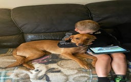 Labrador Retriever dogs for sale: 11 month old Fox red  female labrador pup - Image 3