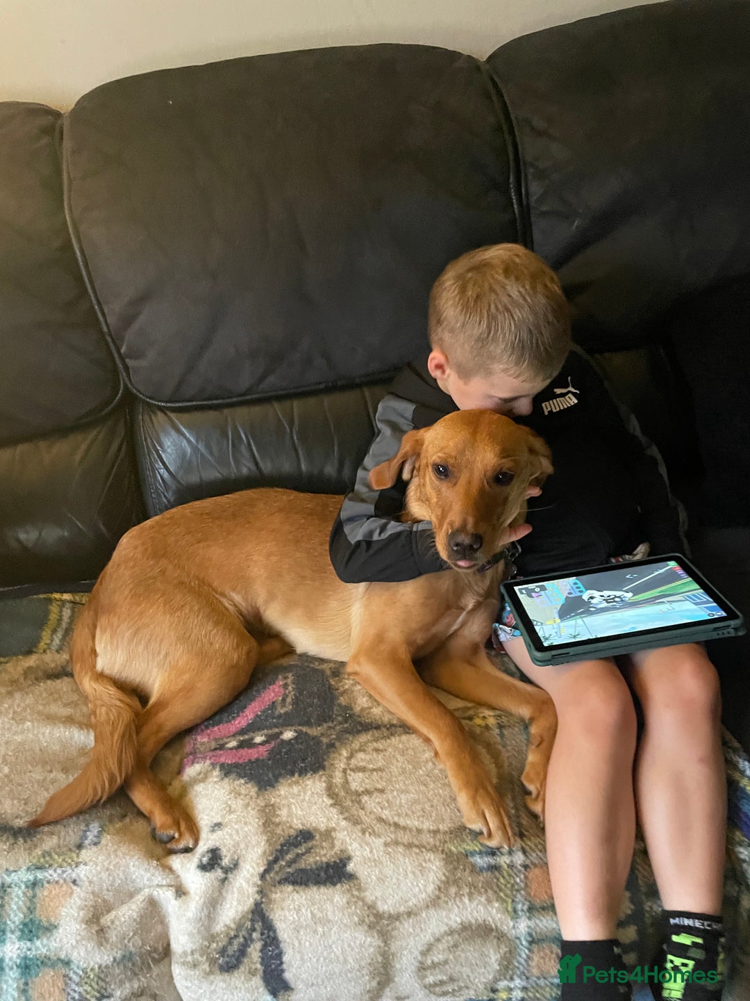 Labrador Retriever dogs for sale: 11 month old Fox red  female labrador pup - Image 3