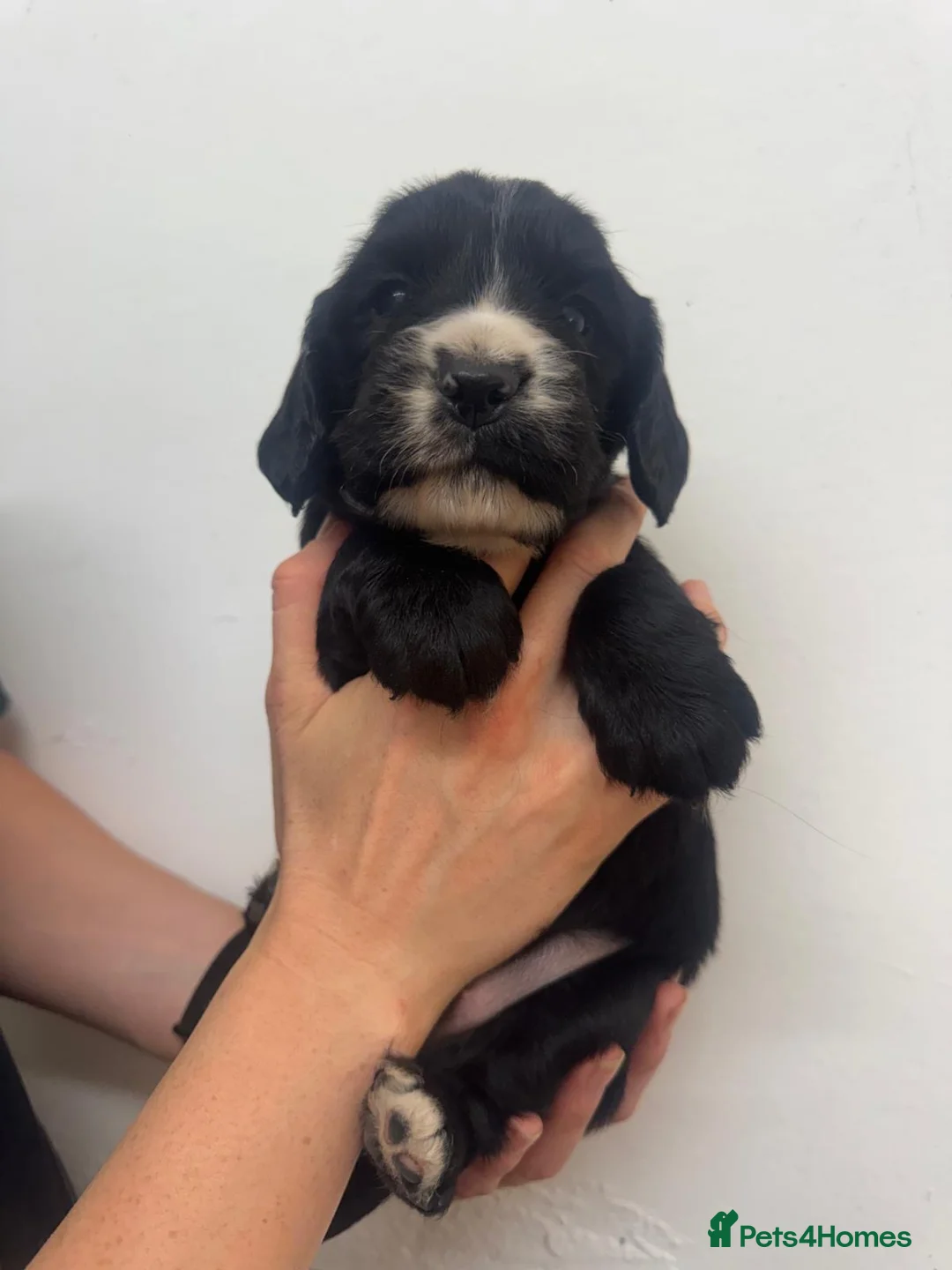 Sprocker dogs for sale: Sprocker Spaniel Puppies 🐶  - Advert 2
