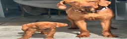 Hungarian Vizsla dogs for sale: 1 x KC registered Hungarian vizsla puppy £1600 - Advert 10