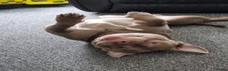 American Bulldog dogs for sale: Loki  - Advert 2