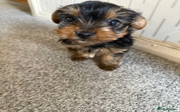 Yorkshire Terrier dogs for sale: Yorkshire Terrier puppies  - Image 6