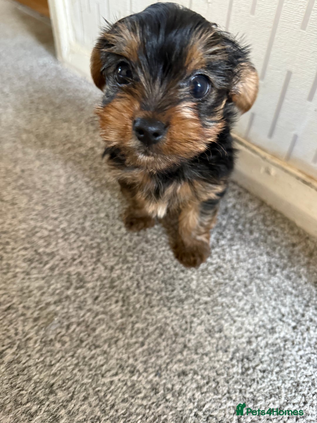 Yorkshire Terrier dogs for sale: Yorkshire Terrier puppies  - Image 6