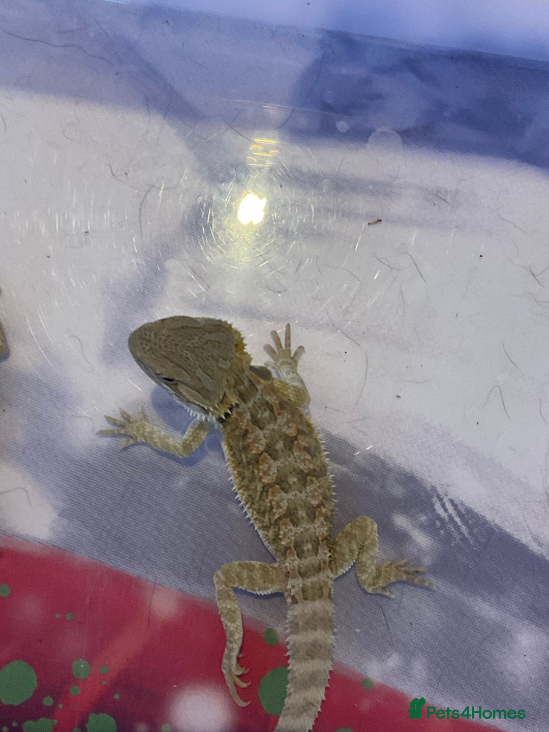 Bearded Dragon reptiles for sale: 5 Citrus and Green Baby Bearded Dragons - Advert 5