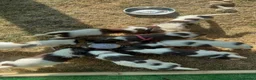 English Springer Spaniel dogs for sale: KC Registered English Springer Spaniel Puppies - Advert 8