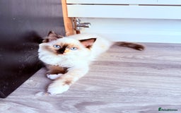 Ragdoll cats for sale: Six adorable Ragdoll kittens(1 boy and 1 girl left in Wokingham - Image 7