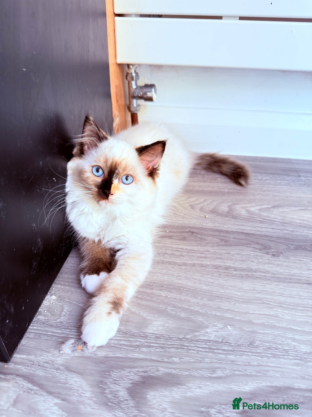 Ragdoll cats for sale: Six adorable Ragdoll kittens(1 boy and 1 girl left in Wokingham - Image 7
