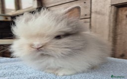 Lionhead rabbits for sale: Lion head babys ready now  - Image 5