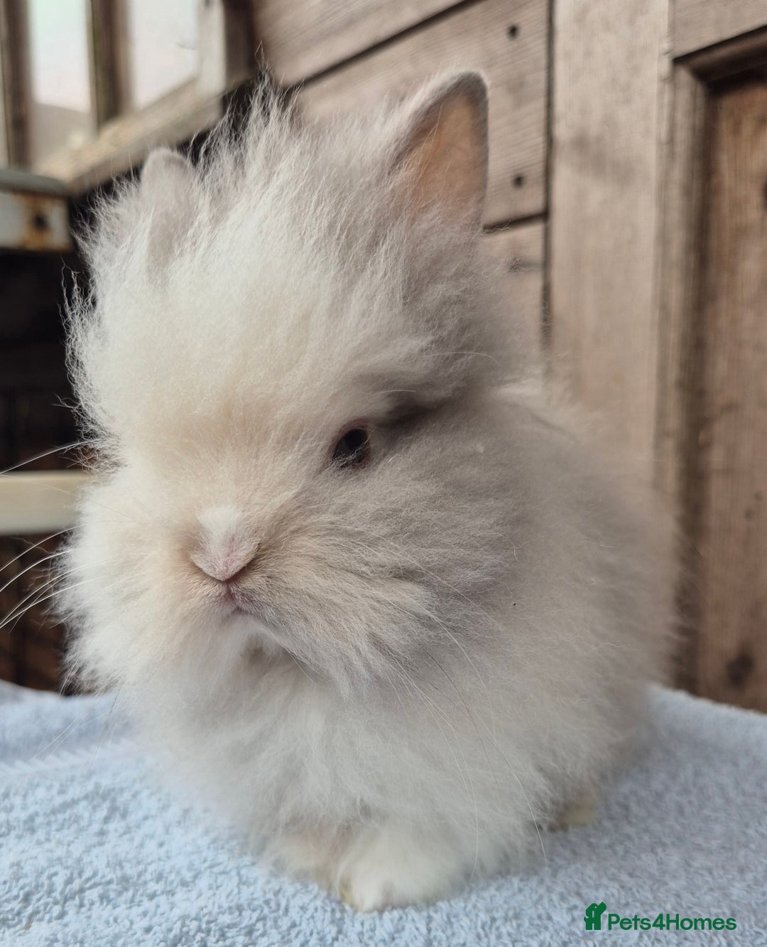 Lionhead rabbits for sale: Lion head babys ready now  - Image 5