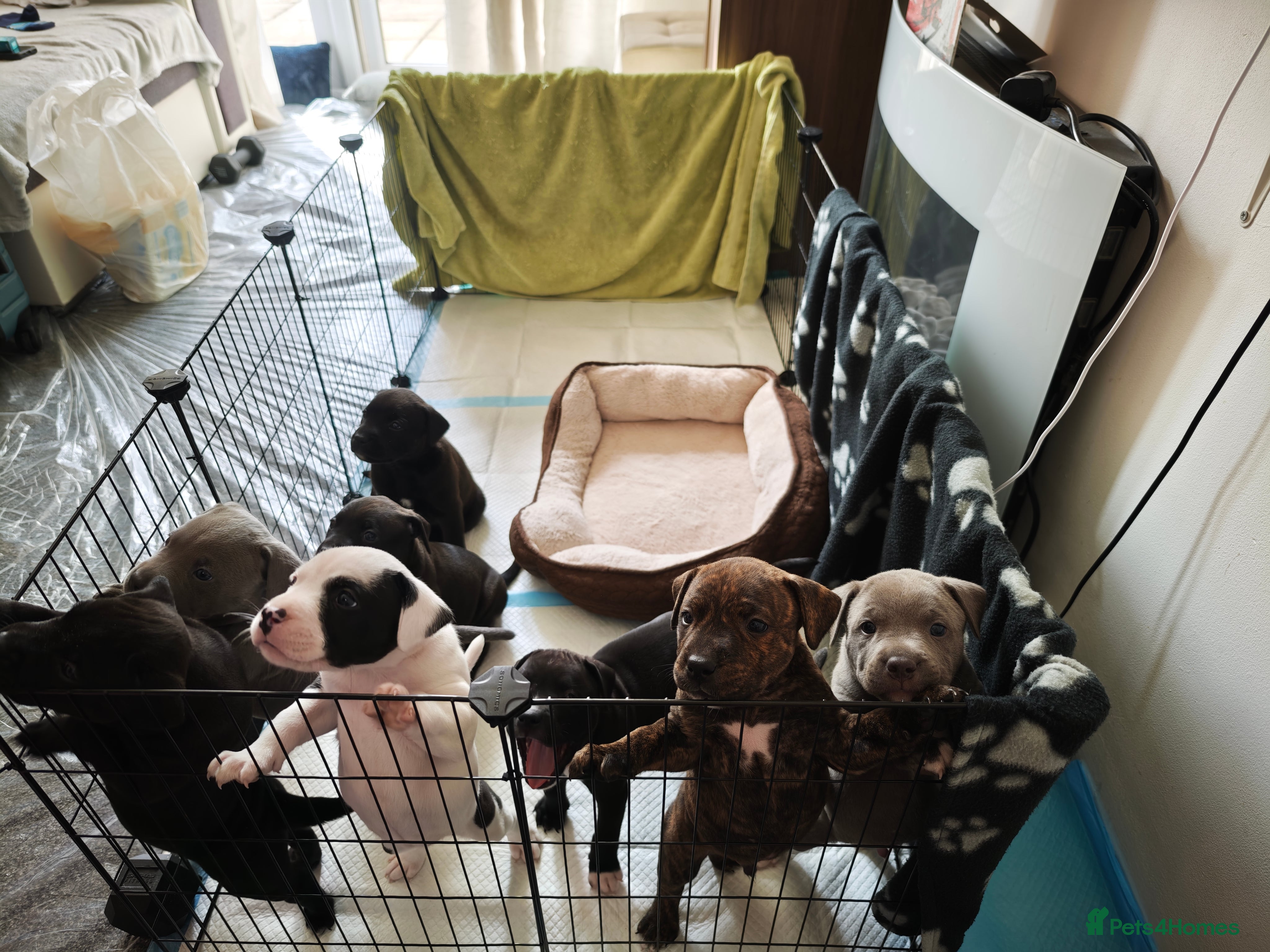 Mixed Breed dogs Mixed Staffordshire Terrier & American Bull Staffs - Advert 2