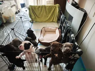 Mixed Breed dogs Mixed Staffordshire Terrier & American Bull Staffs - Advert 2