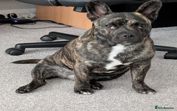 Mixed Breed dogs for sale: Male puppy  - Image 2