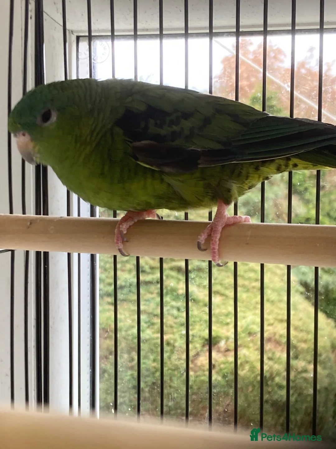 Parakeets birds for sale: Lineolated Parakeet - Advert 1