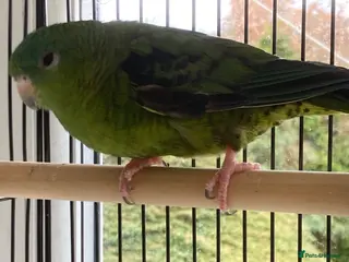 Parakeets birds Lineolated Parakeet - Advert 1