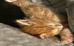 European cats for sale: Kittens - Image 3
