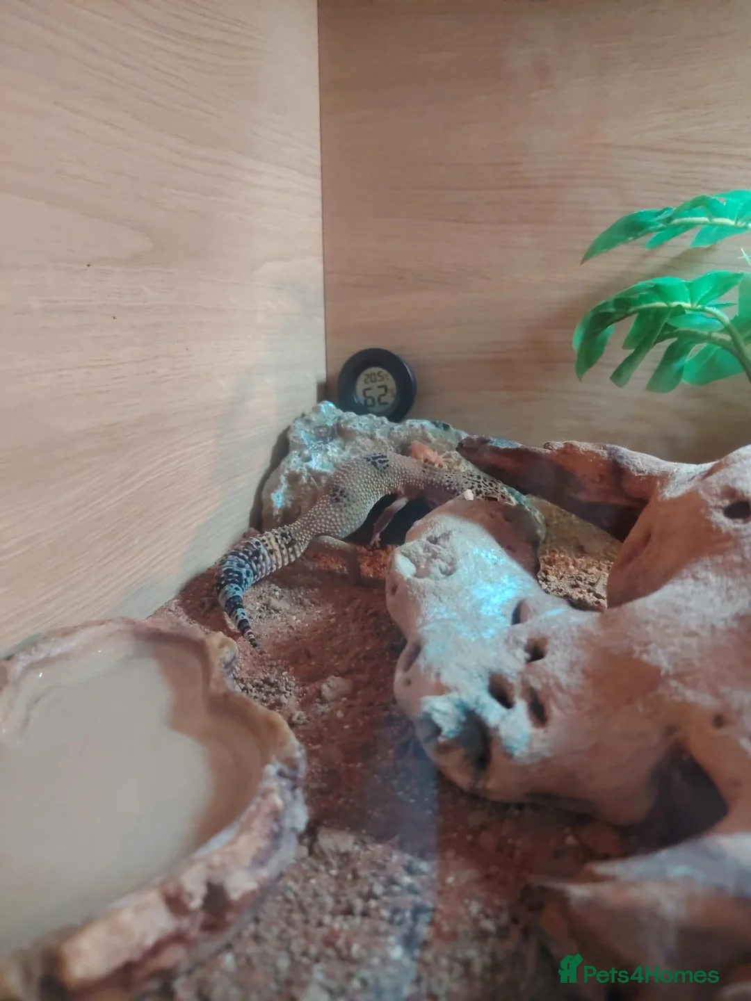Leopard Gecko reptiles for sale: Beautiful leopard gecko  in Worksop - Advert 3
