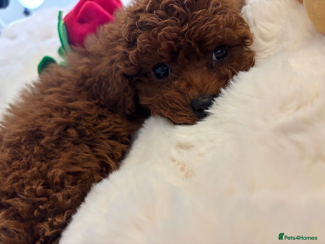 Toy Poodle dogs for sale: Outstanding toy x asain Poodles.  - Advert 10