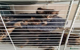 Mixed Breed cats for sale: 4 beautiful kittens - Image 1