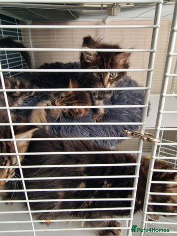 Mixed Breed cats - Advert 2