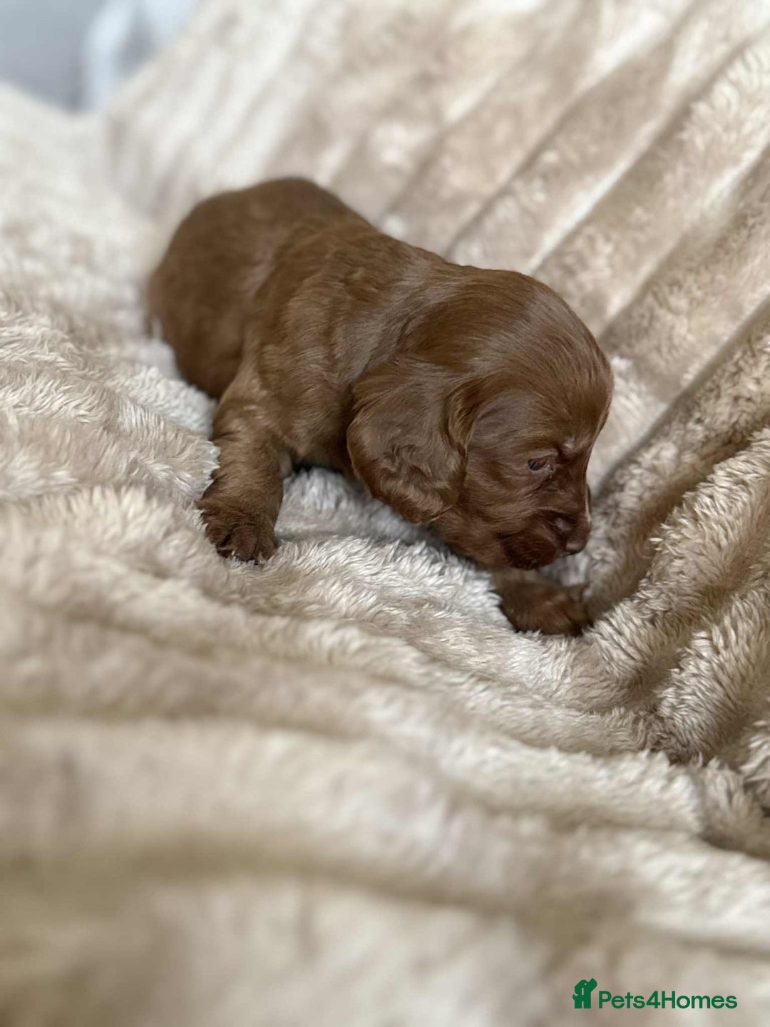 Cockapoo dogs for sale: Cockapoo F1B STUNNING COLOURS 4 available - Advert 11