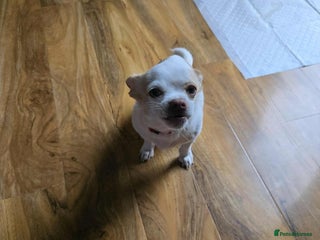 Chihuahua dogs - Advert 29