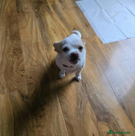 Chihuahua dogs - Advert 1