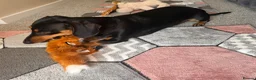 Dachshund dogs for sale: Forsale  in Wellington - Advert 5