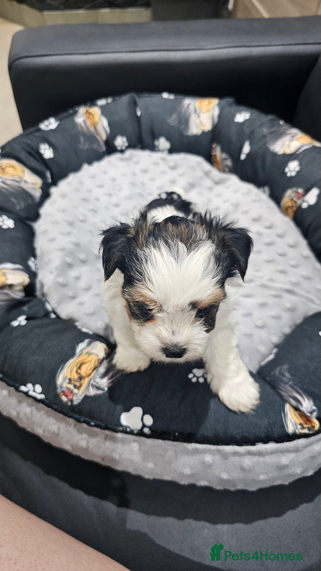 Yorkshire Terrier dogs for sale: 3 boys biewer yorkshire terrier with IHR Pedigree - Advert 8