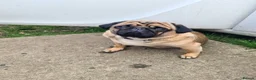 Pug dogs for sale: Fawn with black muzzle pug in Grantham - Advert 8