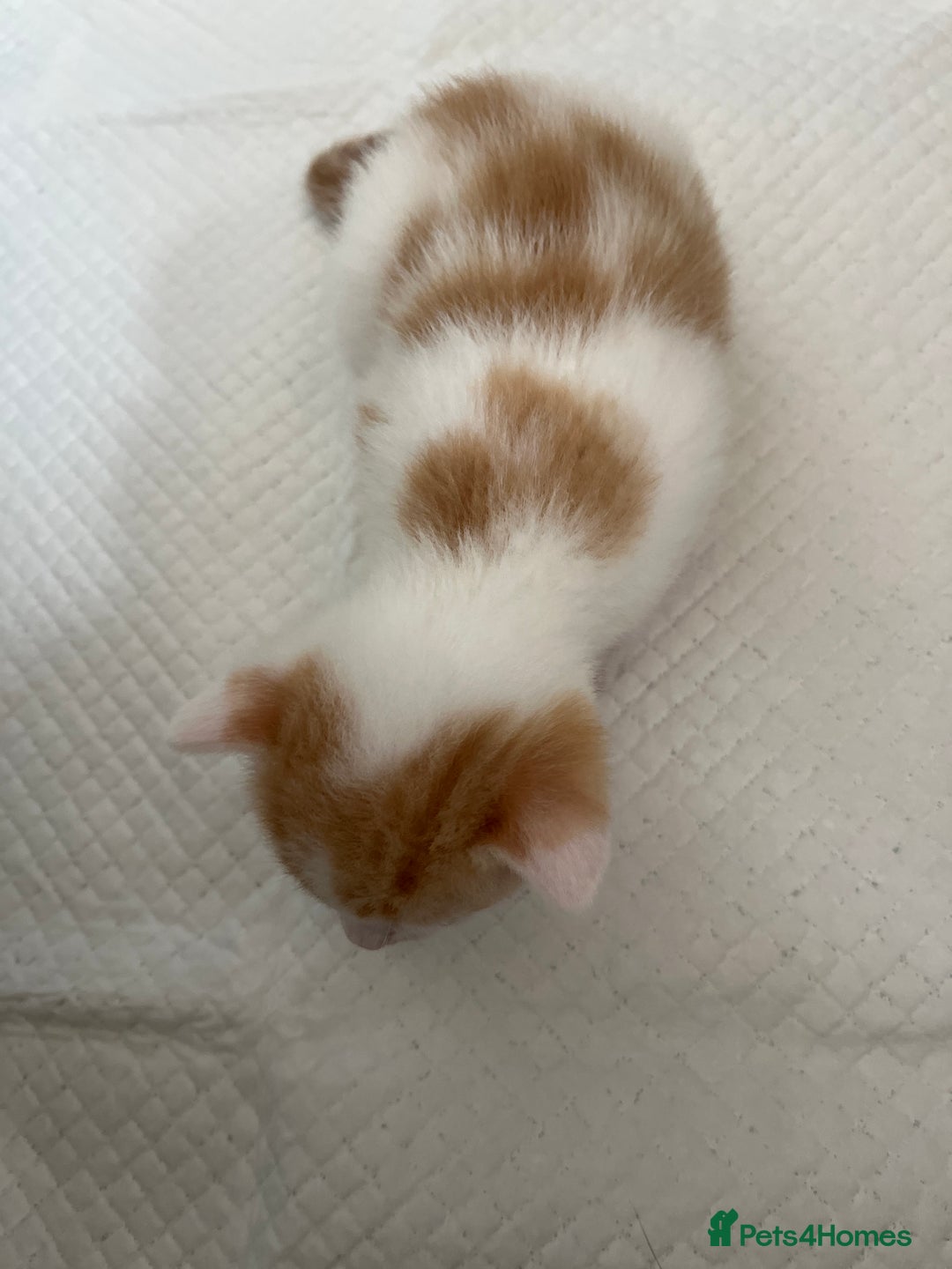 British Shorthair cats for sale: Shorthairs Uk Cat  - Image 14