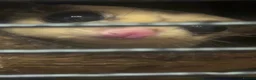 Sugar Glider rodents for sale: 3 male Sugar Gliders include cage and accessories  - Advert 2