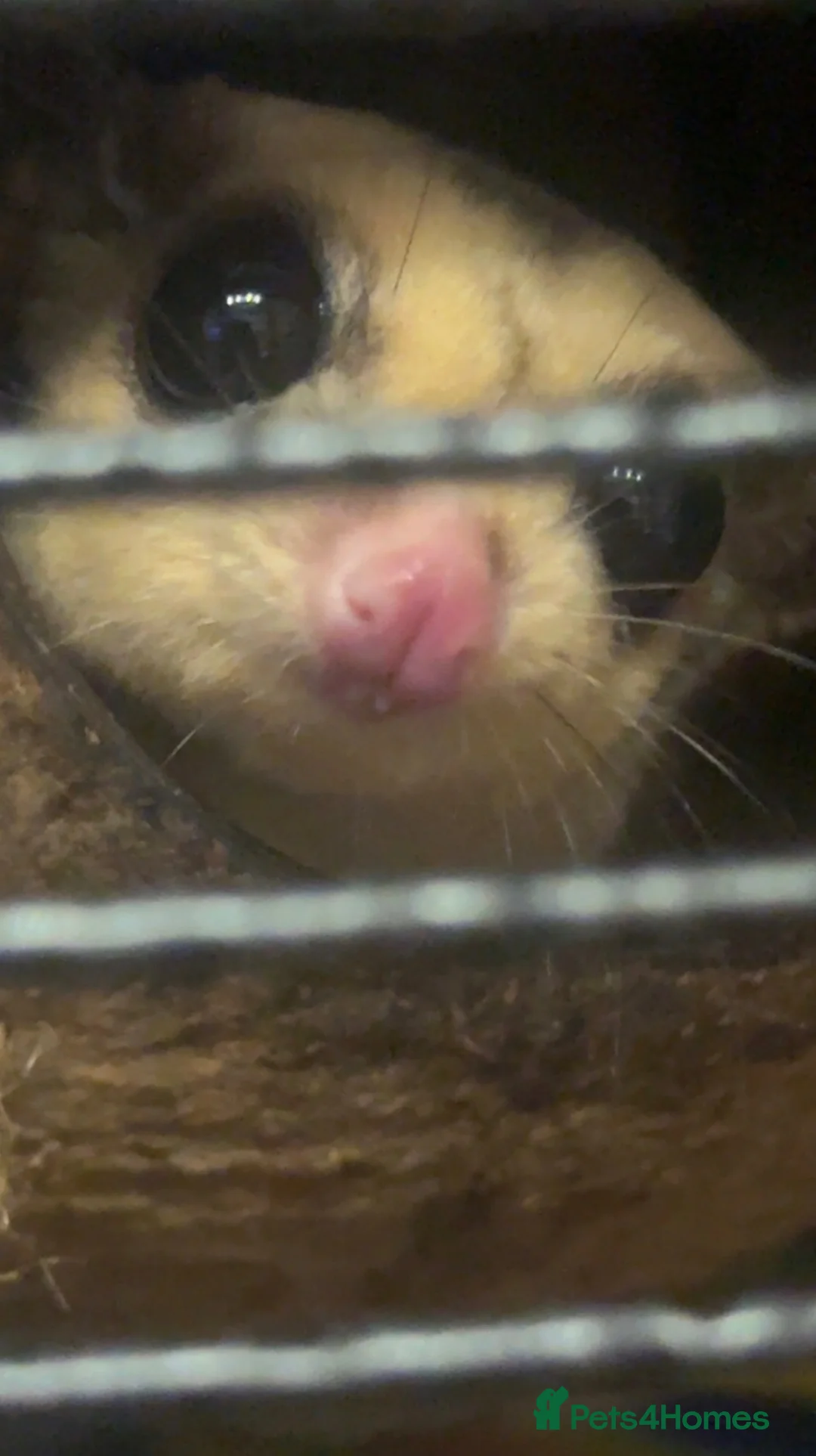 Sugar Glider rodents for sale: 3 male Sugar Gliders include cage and accessories  - Advert 2