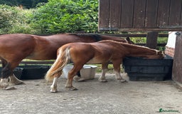 Welsh Section A horses for sale: Teddy 18 month sec a  - Image 10