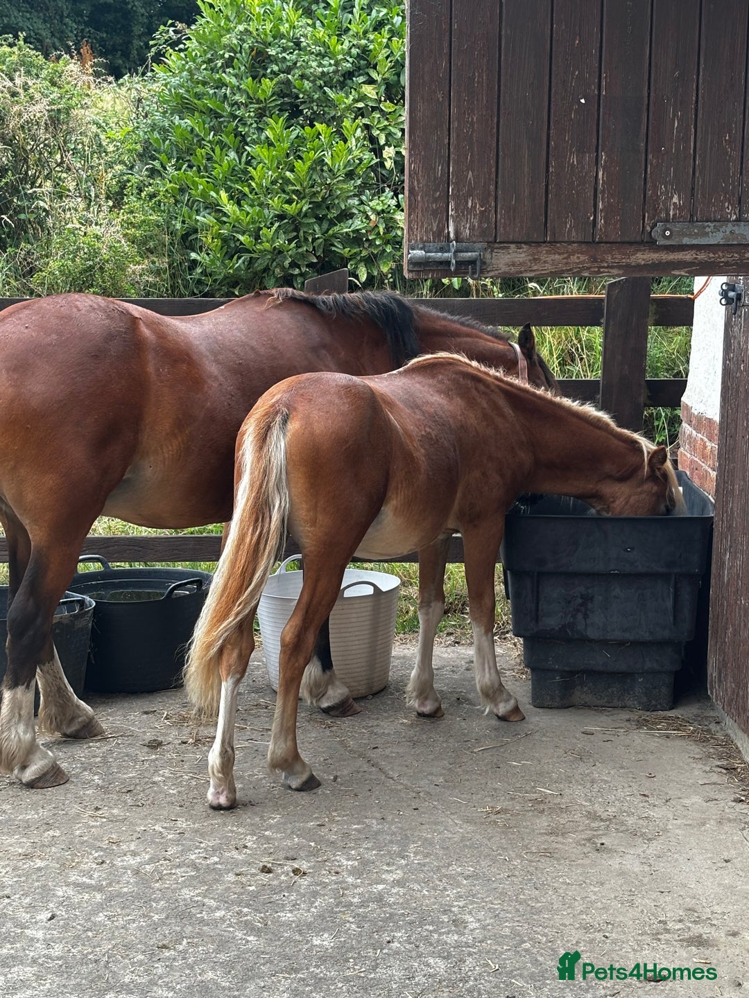 Welsh Section A horses for sale: Teddy 18 month sec a  - Image 10